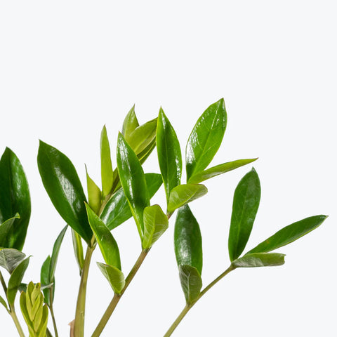 Dwarf ZZ Plant