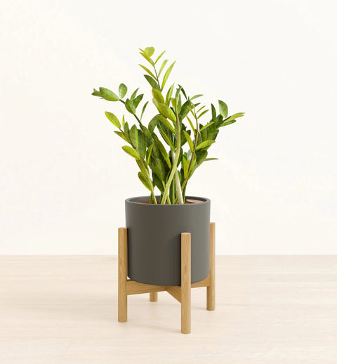 Zamioculcas Zamiifolia (ZZ Plant)