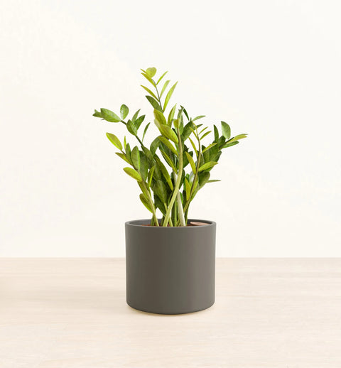 Zamioculcas Zamiifolia (ZZ Plant)