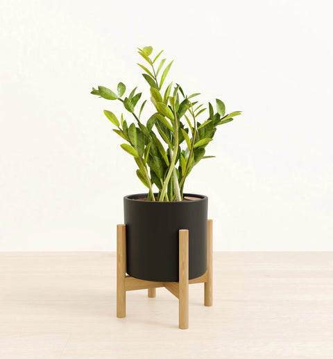 Zamioculcas Zamiifolia (ZZ Plant)