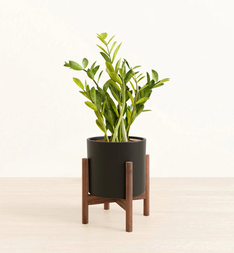 Zamioculcas Zamiifolia (ZZ Plant)