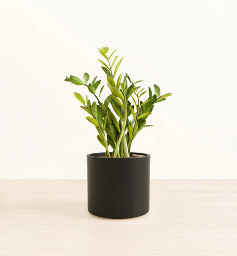 Zamioculcas Zamiifolia (ZZ Plant)