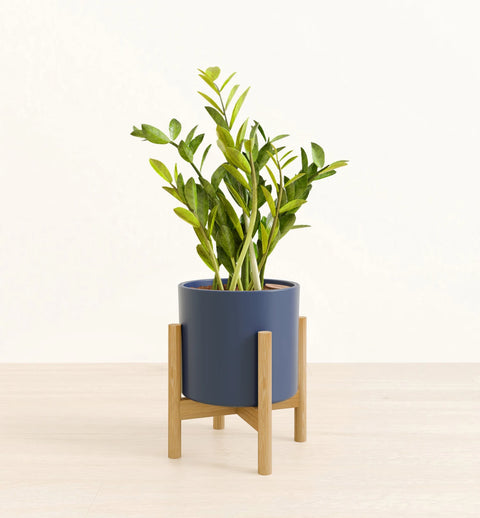Zamioculcas Zamiifolia (ZZ Plant)
