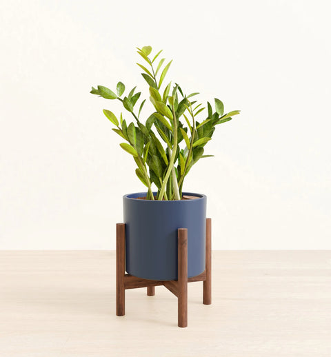 Zamioculcas Zamiifolia (ZZ Plant)