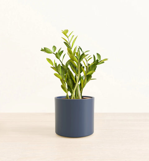 Zamioculcas Zamiifolia (ZZ Plant)