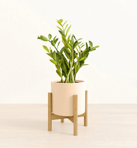 Zamioculcas Zamiifolia (ZZ Plant)