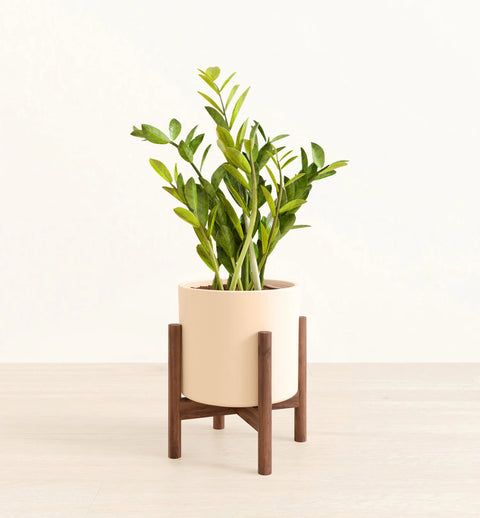 Zamioculcas Zamiifolia (ZZ Plant)