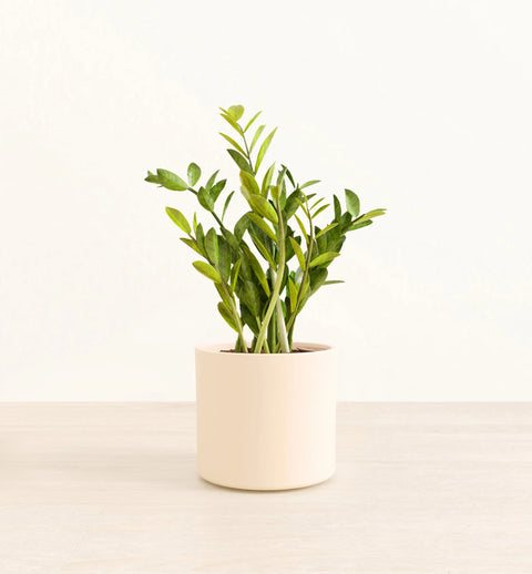 Zamioculcas Zamiifolia (ZZ Plant)