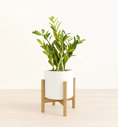 Zamioculcas Zamiifolia (ZZ Plant)
