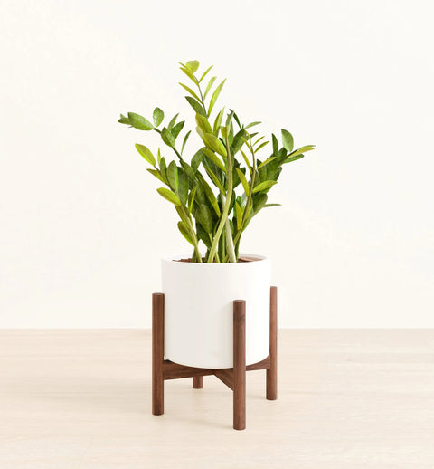 Zamioculcas Zamiifolia (ZZ Plant)