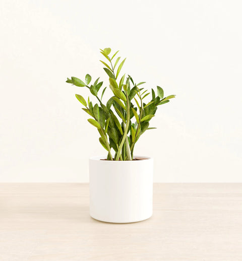 Zamioculcas Zamiifolia (ZZ Plant)