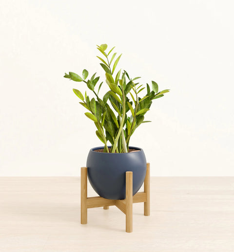 Zamioculcas Zamiifolia (ZZ Plant)