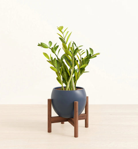 Zamioculcas Zamiifolia (ZZ Plant)