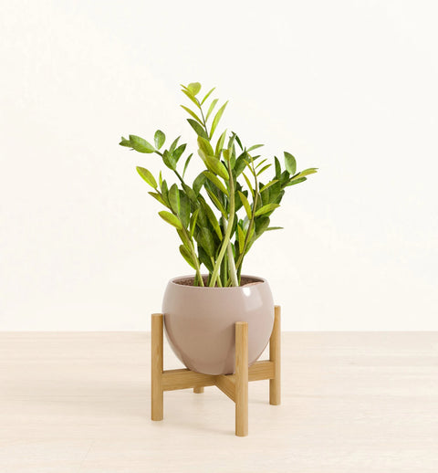 Zamioculcas Zamiifolia (ZZ Plant)