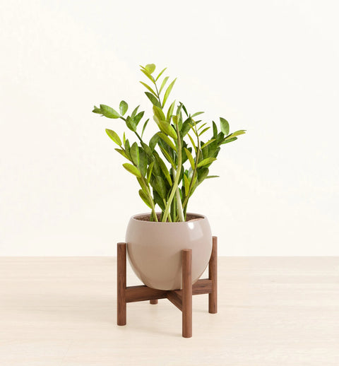Zamioculcas Zamiifolia (ZZ Plant)