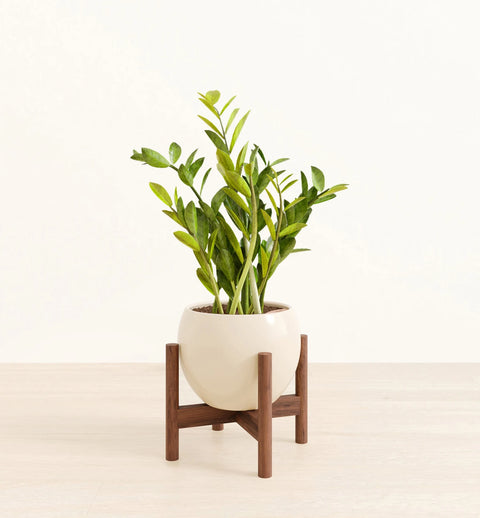 Zamioculcas Zamiifolia (ZZ Plant)