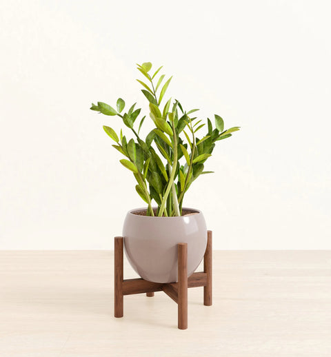 Zamioculcas Zamiifolia (ZZ Plant)