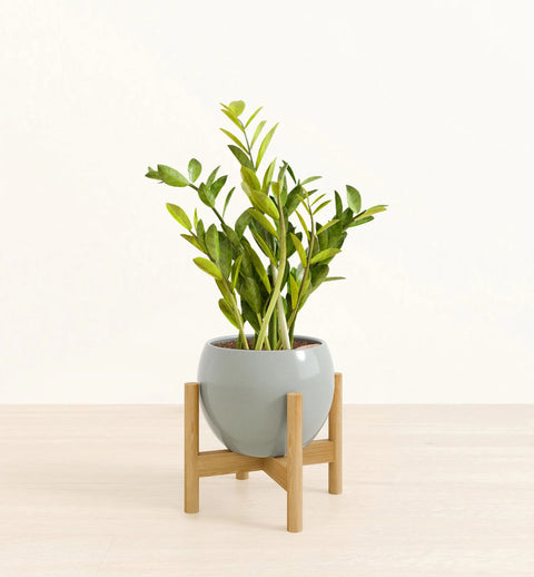 Zamioculcas Zamiifolia (ZZ Plant)