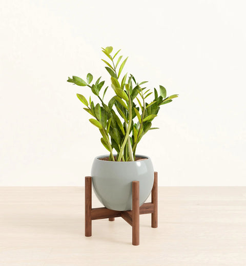 Zamioculcas Zamiifolia (ZZ Plant)