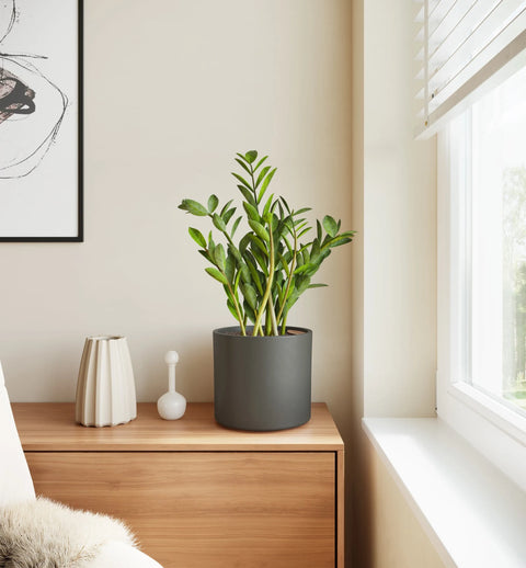 Zamioculcas Zamiifolia (ZZ Plant)