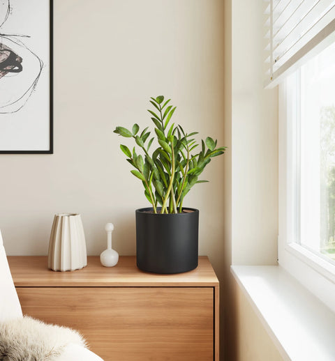 Zamioculcas Zamiifolia (ZZ Plant)