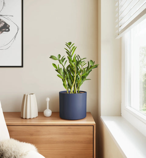 Zamioculcas Zamiifolia (ZZ Plant)