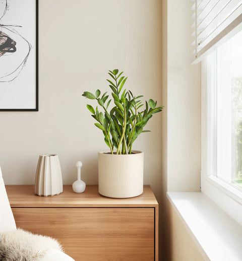 Zamioculcas Zamiifolia (ZZ Plant)