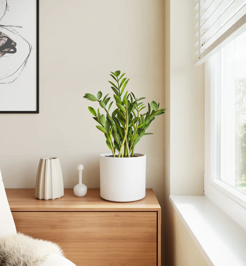 Zamioculcas Zamiifolia (ZZ Plant)