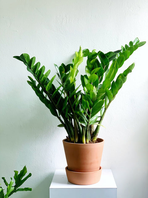 Zamioculcas Zamiifolia (ZZ Plant)