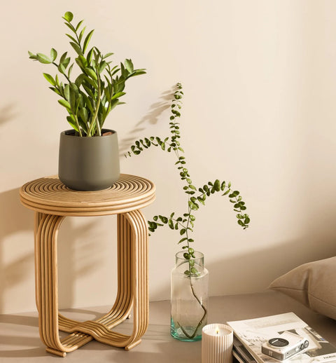 Zamioculcas Zamiifolia (ZZ Plant)