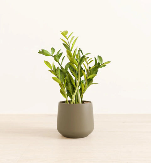Zamioculcas Zamiifolia (ZZ Plant)