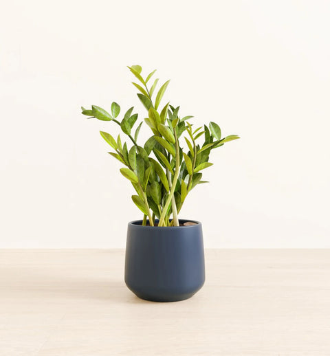 Zamioculcas Zamiifolia (ZZ Plant)