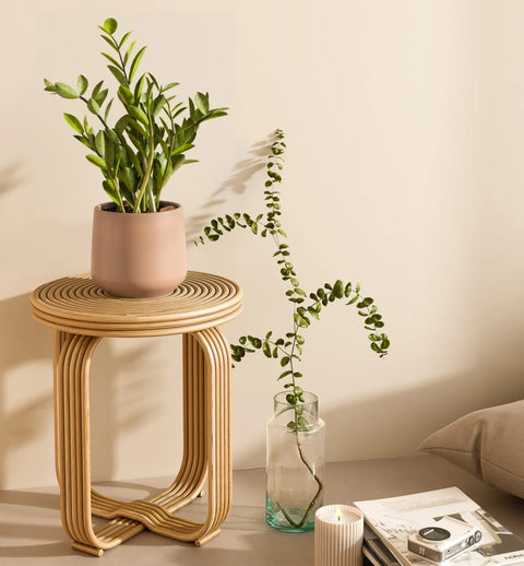 Zamioculcas Zamiifolia (ZZ Plant)