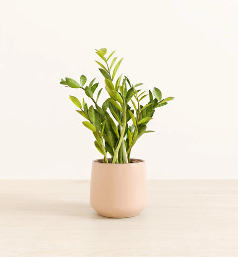 Zamioculcas Zamiifolia (ZZ Plant)