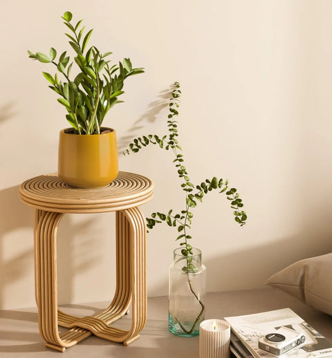 Zamioculcas Zamiifolia (ZZ Plant)
