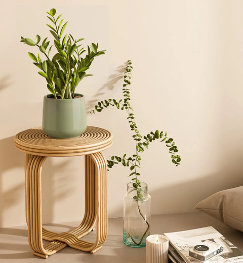 Zamioculcas Zamiifolia (ZZ Plant)