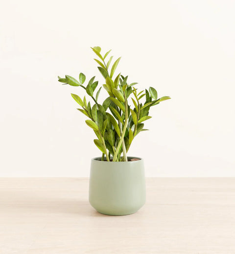 Zamioculcas Zamiifolia (ZZ Plant)