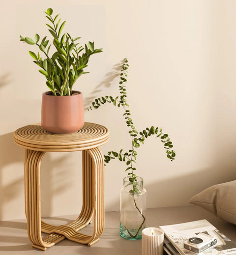 Zamioculcas Zamiifolia (ZZ Plant)