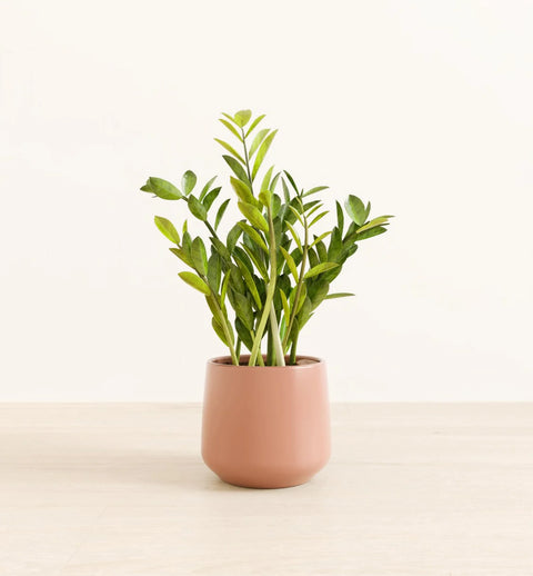 Zamioculcas Zamiifolia (ZZ Plant)