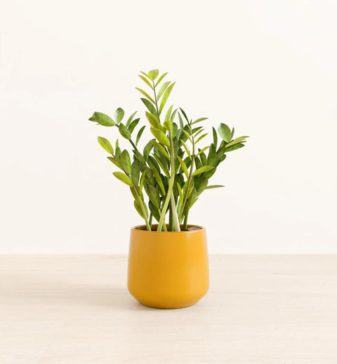 Zamioculcas Zamiifolia (ZZ Plant)