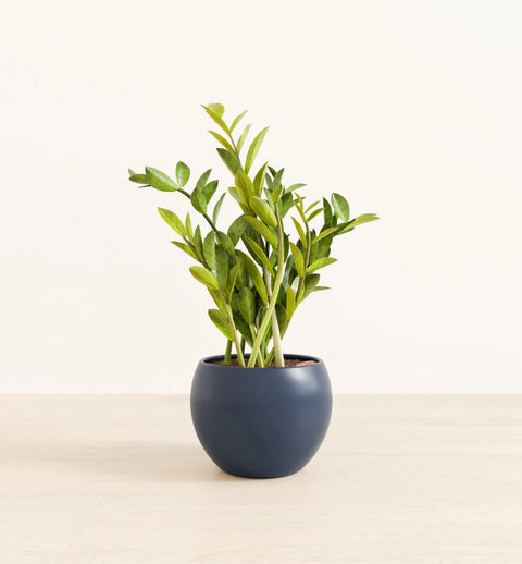 Zamioculcas Zamiifolia (ZZ Plant)