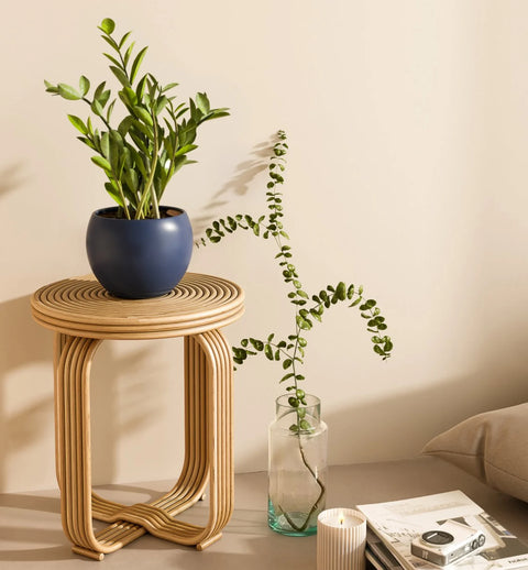 Zamioculcas Zamiifolia (ZZ Plant)
