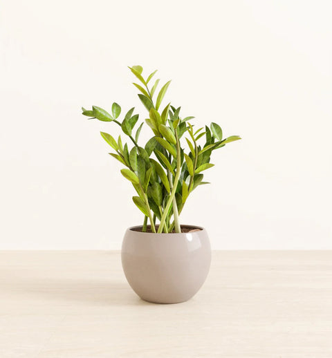 Zamioculcas Zamiifolia (ZZ Plant)
