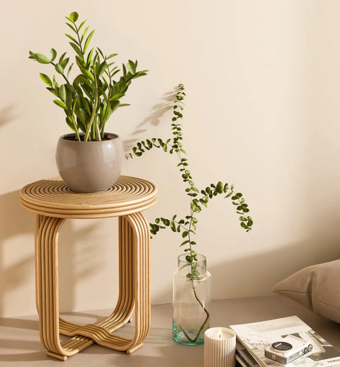 Zamioculcas Zamiifolia (ZZ Plant)