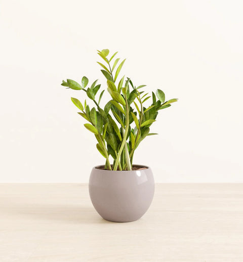 Zamioculcas Zamiifolia (ZZ Plant)
