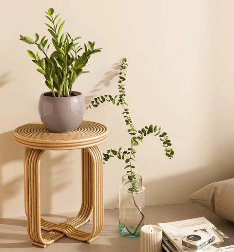 Zamioculcas Zamiifolia (ZZ Plant)