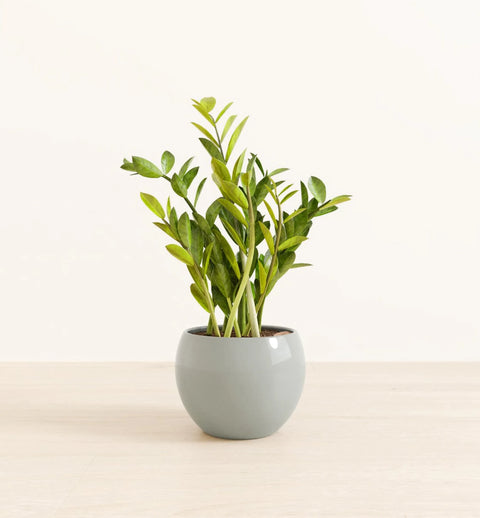 Zamioculcas Zamiifolia (ZZ Plant)