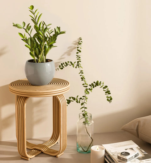 Zamioculcas Zamiifolia (ZZ Plant)