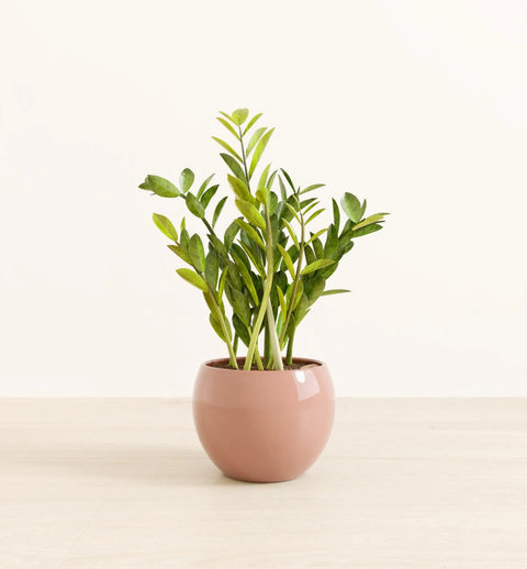 Zamioculcas Zamiifolia (ZZ Plant)