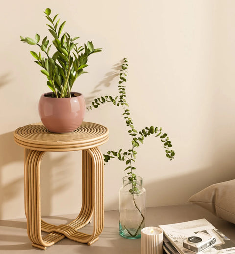 Zamioculcas Zamiifolia (ZZ Plant)